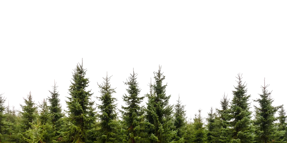 pine trees